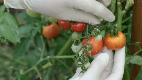 Hands in Latex gloves Picking ripe red Cherry tomatoes on BIO organic farm  Stock Footage 136984820