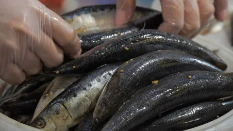 Hands lay herring in close up Stock-Footage 96772715