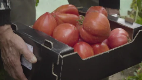 Hands Lifting a Box Full of Red Tomatoes Stock Footage 160323541