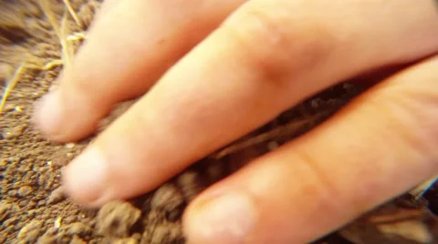 Hands Look For Treasure in Ground and Find Old Soviet Silver Coins Close up Stock Footage 67165201