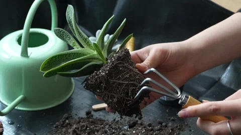 Hands Loosening Roots While Repotting Indoor Plant Video stock 310960211