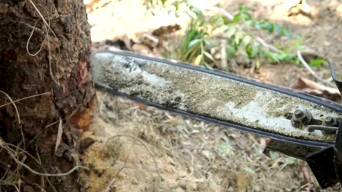 Hands of lumberjack cut down tree with chainsaw, forest cutting concept. forest Видео 336570778