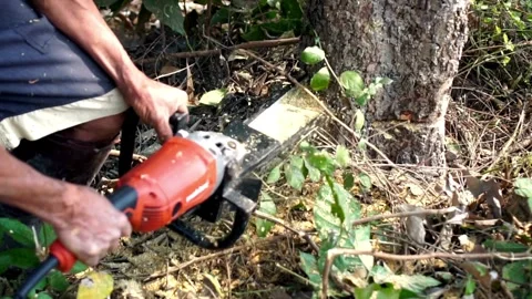 Hands of lumberjack cut down tree with chainsaw, forest cutting concept. forest Видео 336570798