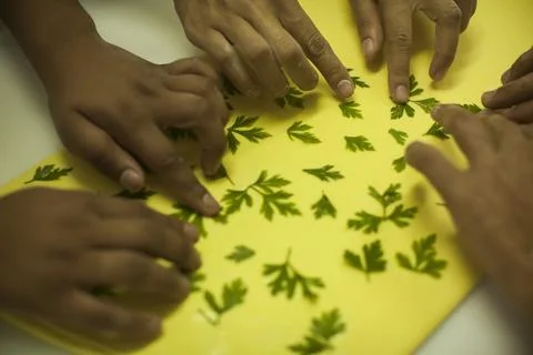 Hands making Raw and dry capeletti pasta on kitchen table Stock Photos