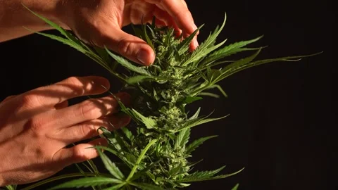 Hands of a male grower checking Mature Cannabis Buds before harvest Stock Footage 308880153