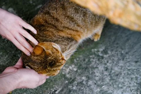 The hands of a man and a child stroke a cat. Man and girl strokes red cat, an Stock Photos