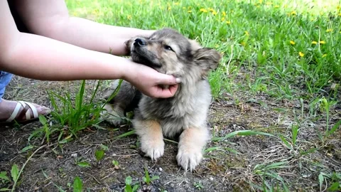 Hands of a man are stroking a puppy in close-up Stock Footage 163711886