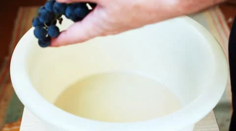 Hands Man Begin Pluck Grapes Stock Footage 8859644