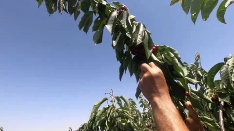 Hands of man carefully picking up red, ripe cherry of branch. Stock Footage 197785151