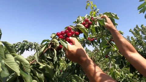 Hands of man carefully picking up red, ripe cherry of branch. Stock Footage 197785300