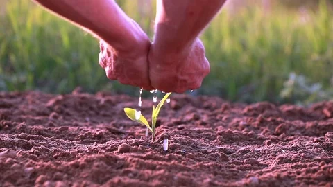 Hands of man  carefully watered   green grass or sprout. Close up. Stock Footage 76595096