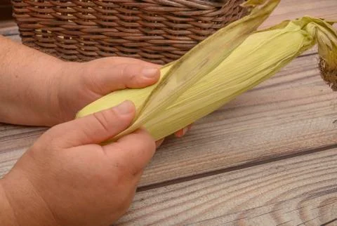 Hands of a man cleaning an ear of corn on a wooden background. Autumn harvest Stock Photos