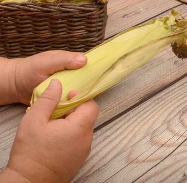 Hands of a man cleaning an ear of corn on a wooden background. Autumn harvest Stock Photos
