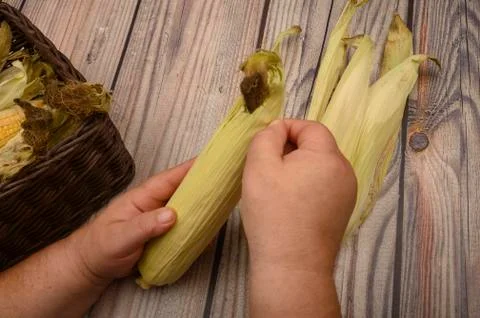Hands of a man cleaning an ear of corn on a wooden background. Autumn harvest Stock Photos