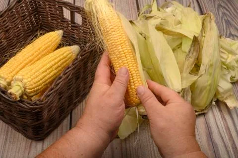 Hands of a man cleaning an ear of corn on a wooden background. Autumn harvest Stock Photos