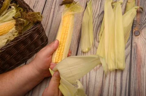 Hands of a man cleaning an ear of corn on a wooden background. Autumn harvest Stock Photos