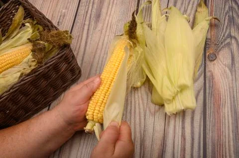 Hands of a man cleaning an ear of corn on a wooden background. Autumn harvest Stock Photos