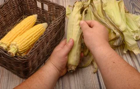 Hands of a man cleaning an ear of corn on a wooden background. Autumn harvest Stock Photos