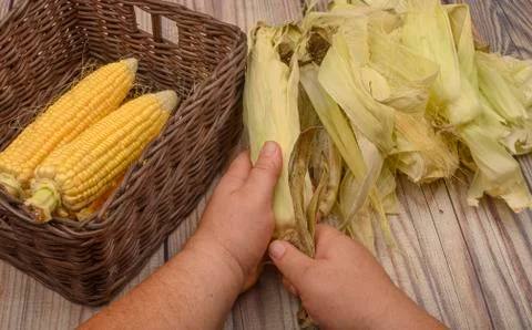 Hands of a man cleaning an ear of corn on a wooden background. Autumn harvest Stock Photos