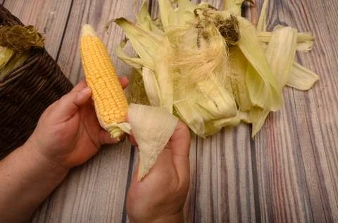 Hands of a man cleaning an ear of corn on a wooden background. Autumn harvest Stock Photos