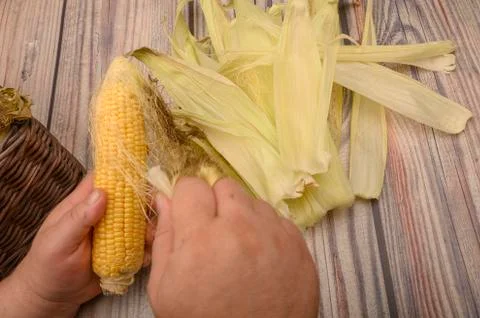 Hands of a man cleaning an ear of corn on a wooden background. Autumn harvest Stock Photos