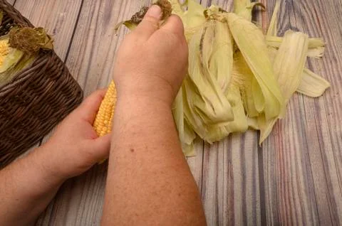 Hands of a man cleaning an ear of corn on a wooden background. Autumn harvest Stock Photos