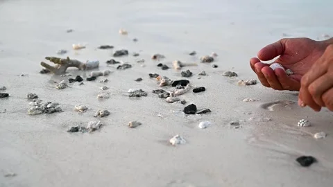 Hands of a man collecting shells on the beach. Seashells and pebbles on the sand Stock Footage 243857032