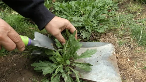 Hands a man digging young plants with a trowel. Vídeos de archivo 162712743