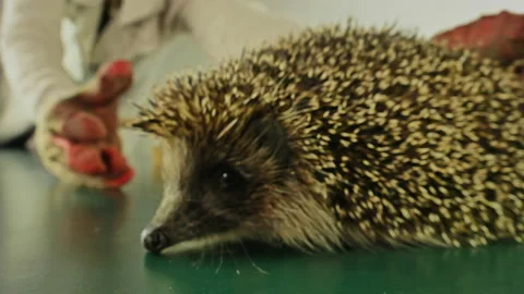 Hands of a man in gloves take a hedgehog indoors. Dog training. Close up. Stock Footage 130914288
