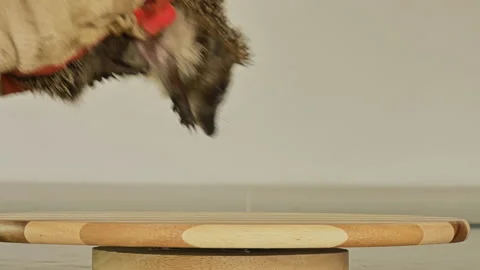 Hands of a man in gloves take a hedgehog indoors. Dog training. White background Stock Footage 130933646
