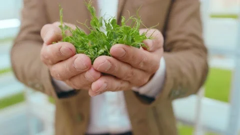 Hands man holds sprouts of microgreens. Fresh nutrition natural sprout vegan Stock Footage 140623509