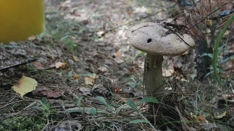 Hands of a man mushroom picker cutting a mushroom with a knife white marsh 動画素材 119486465
