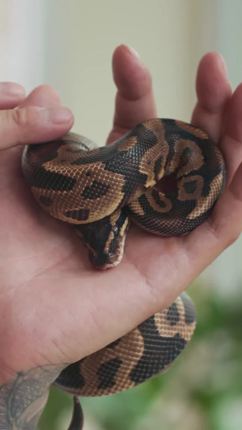 Hands of Man Petting Small Python Indoors Video stock 302229394