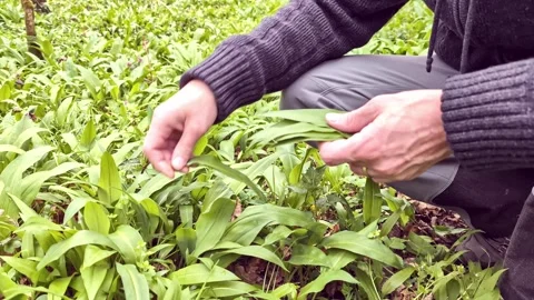 Hands of a man picking fresh wild garlic (allium ursinum) in the forest. Video stock 305677738