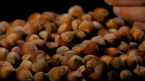 Hands of a man picking up an untreated hazelnut Stock Footage 81533283