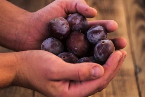 Hands of a man with plums Stock Photos