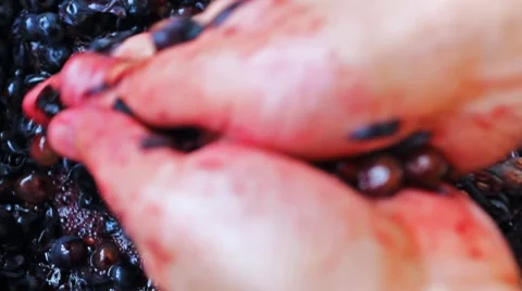 Hands Man Pressed Purple Grapes Stock Footage 8859688