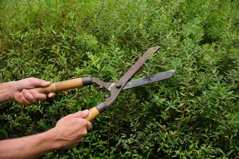 Hands of a man pruning green shrubs with vintage garden shears in close-up... Fotos Stock