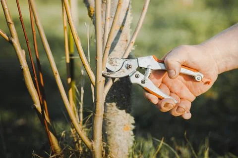 Hands of a man pruning a young tree. Ecology and gardening concept. Stock Photos