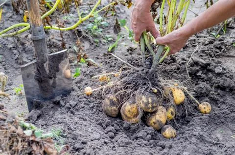 Hands man pulled out of the ground potato Bush yellow in the garden with a sh Stock Photos