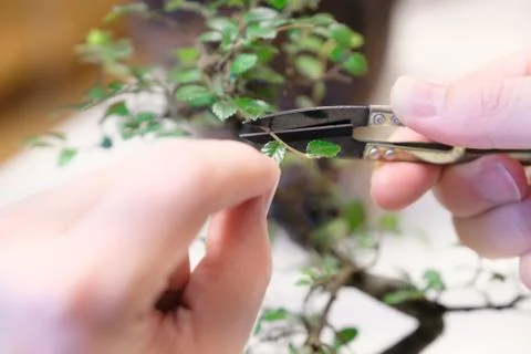 Hands of a man with special scissors for pruning wood branches of bonsai Stock Photos
