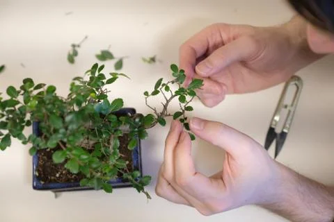 Hands of a man with special scissors for pruning wood branches of bonsai Stock Photos