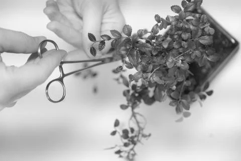 Hands of a man with special scissors for pruning wood branches of bonsai Stock Photos