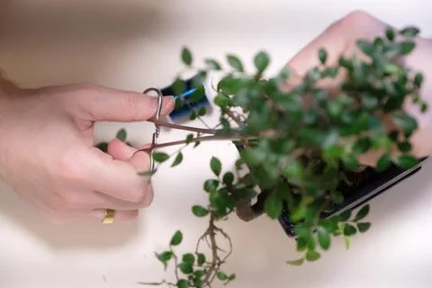 Hands of a man with special scissors for pruning wood branches of bonsai Foto stock