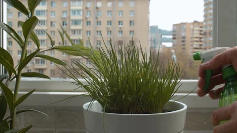Hands of a man spraying houseplants Stock Footage 131045384