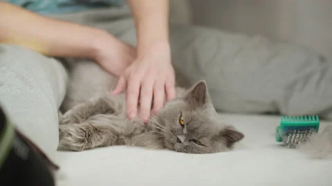 Hands of a man stroking a cat after combing the fur Stock Footage 151271648
