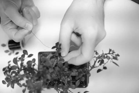 Hands of a man with a thread with a garter of twigs of a small bonsai tree Stock Photos