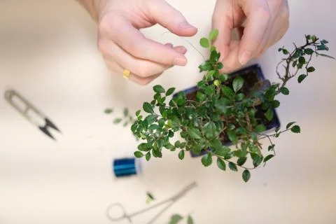 Hands of a man with a thread with a garter of twigs of a small bonsai tree Stock Photos