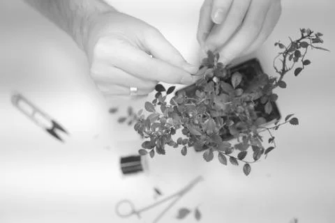 Hands of a man with a thread with a garter of twigs of a small bonsai tree Stock Photos