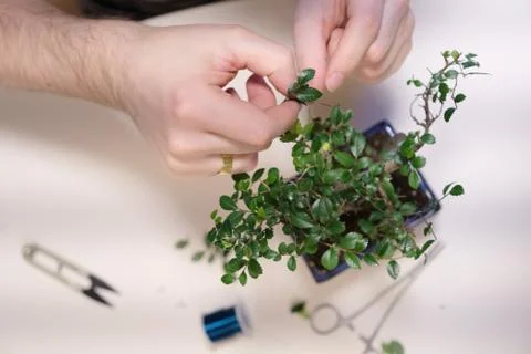 Hands of a man with a thread with a garter of twigs of a small bonsai tree Stock Photos